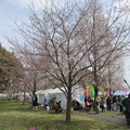 Photos: 0202舎人公園東千本桜祭り１
