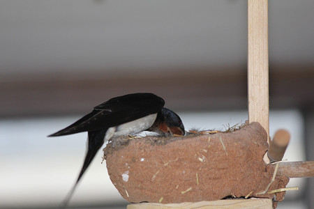 さあ、食べて