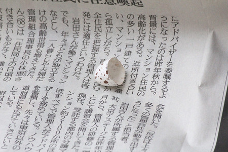 末っ子ちゃんの殻