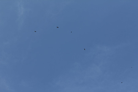 青空を飛ぶツバメ