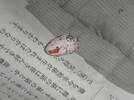 落とされていた卵