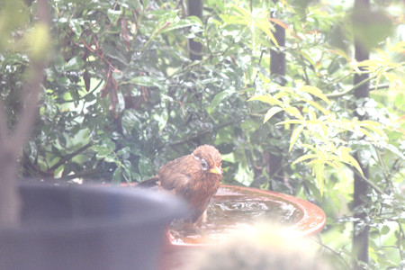 ガビチョウ