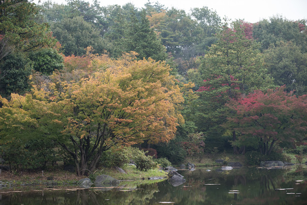 【昭和記念公園：日本庭園】3