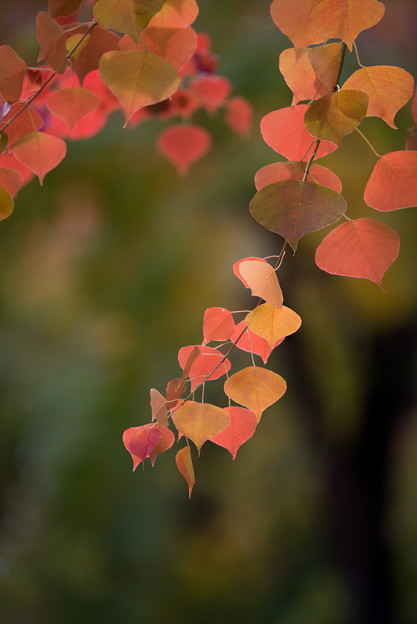 近所の紅葉(ナンキンハゼ)3