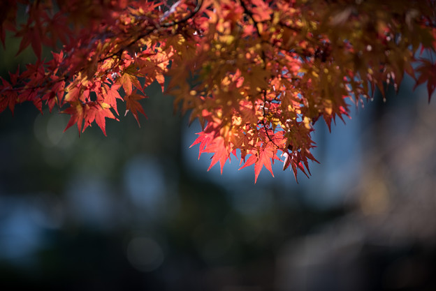 【ささぶねの道】紅葉_B4