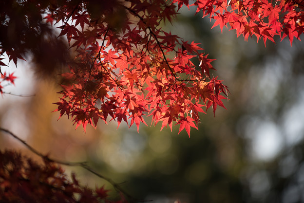 【ささぶねの道】紅葉_D3