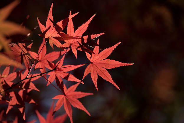 【ささぶねの道】紅葉_D5