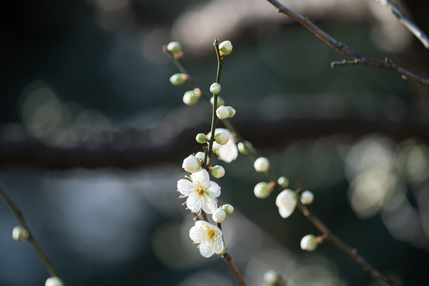 【大船植物園(月の桂)】1