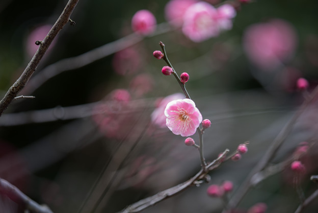 【大船植物園(緋の司)】2
