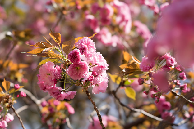 新宿御苑【桜：関山】2