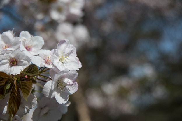 新宿御苑【桜：嵐山】1