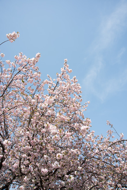 新宿御苑【桜：一葉】2