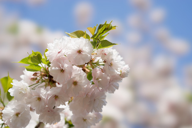 新宿御苑【桜：一葉】5