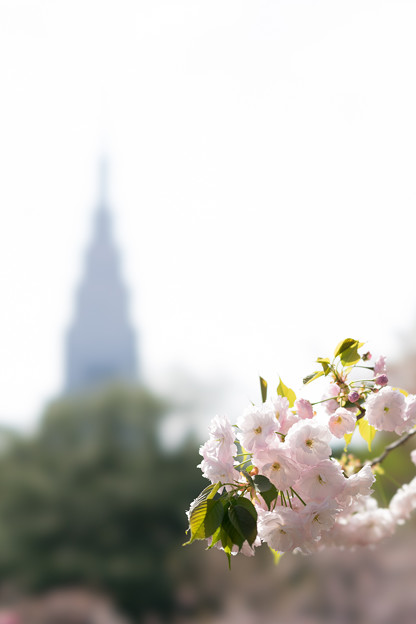 新宿御苑【桜：一葉】7