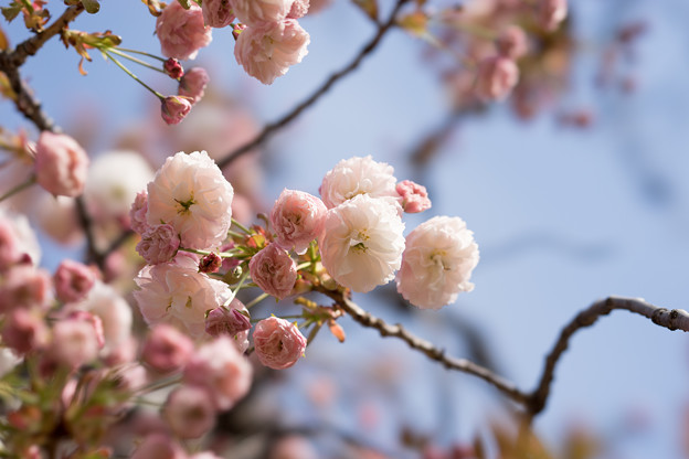 新宿御苑【桜：普賢象】3