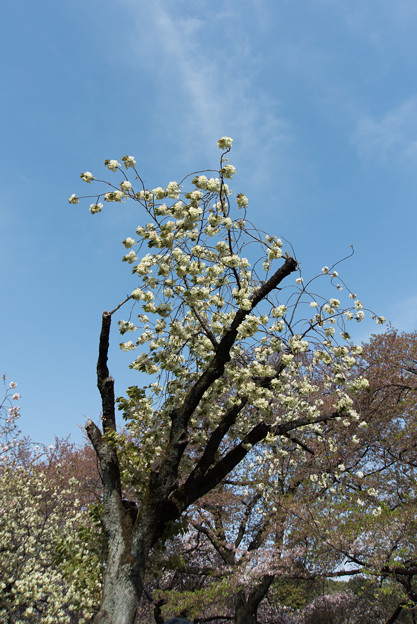 新宿御苑【桜：鬱金】1