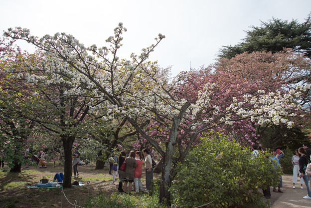 新宿御苑【桜：市原虎の尾】1