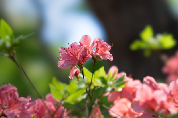 神代植物公園【つつじ園のツツジ】5