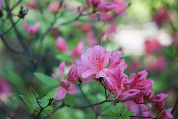 神代植物公園【ヤマツツジ】1