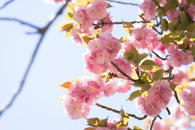 神代植物公園【桜：関山】2