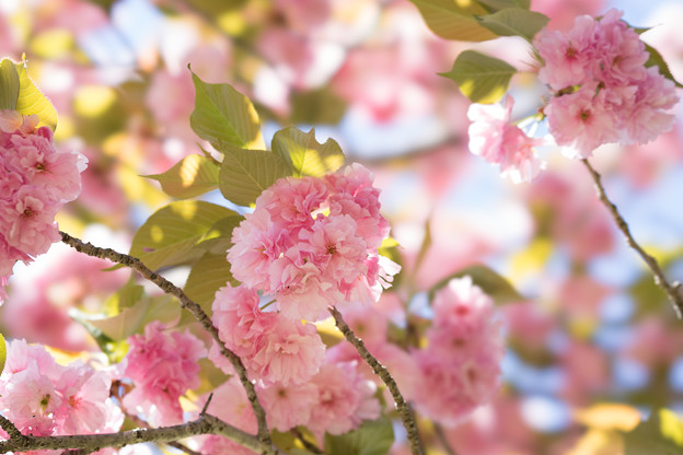 神代植物公園【桜：関山】3