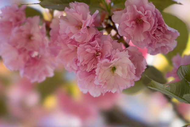 神代植物公園【桜：関山】5