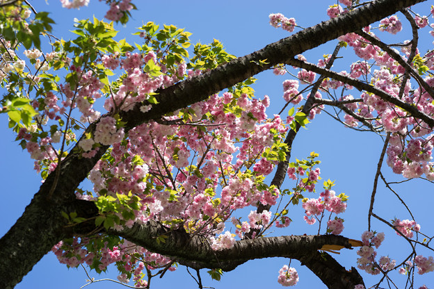神代植物公園【桜：福禄寿】3