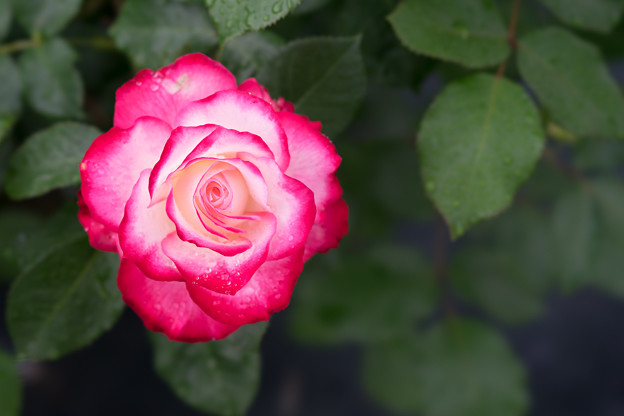 生田緑地ばら苑【薔薇：ジュビレ・デュ・プリンス・ドゥ・モナコ】