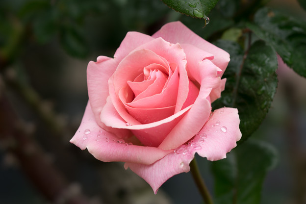生田緑地ばら苑【薔薇：加茂】