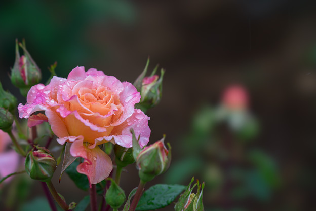 生田緑地ばら苑【薔薇：アウグスタ・ルイーゼ】