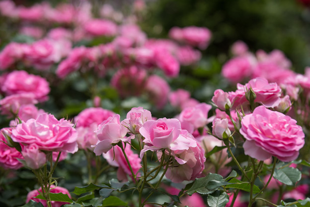 大船植物園【薔薇：ラブ・ミー・テンダー】