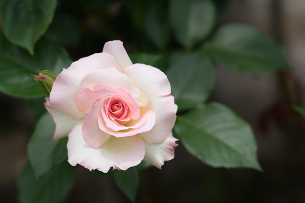 大船植物園【薔薇：マチルダ】1