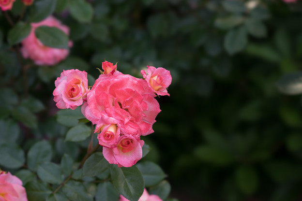 谷津バラ園【薔薇：あけぼの】
