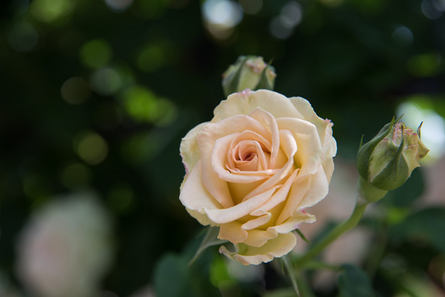 神代植物公園【薔薇：エメラルド・アイル】1
