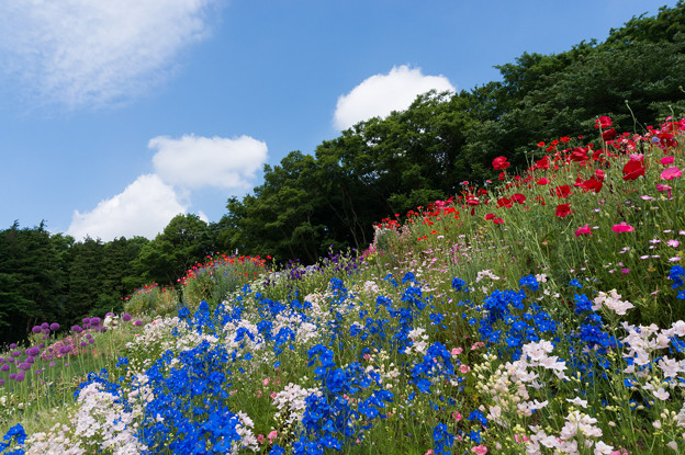 里山ガーデン【花畑】5