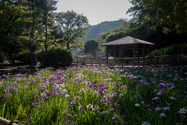 生田緑地菖蒲園【菖蒲園の眺め】2