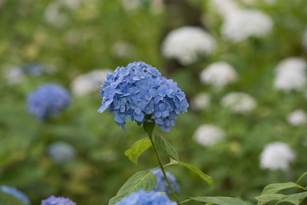 相模原北公園の紫陽花 5 ヒメアジサイ 写真道楽人のブログ