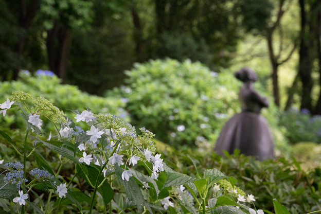 昭和記念公園【花木園あじさいロードの紫陽花】3