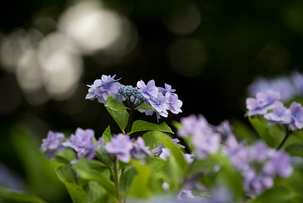 昭和記念公園【青色の額紫陽花】4