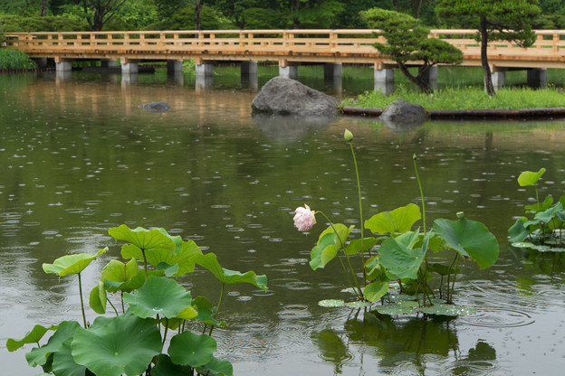 昭和記念公園【日本庭園の蓮】