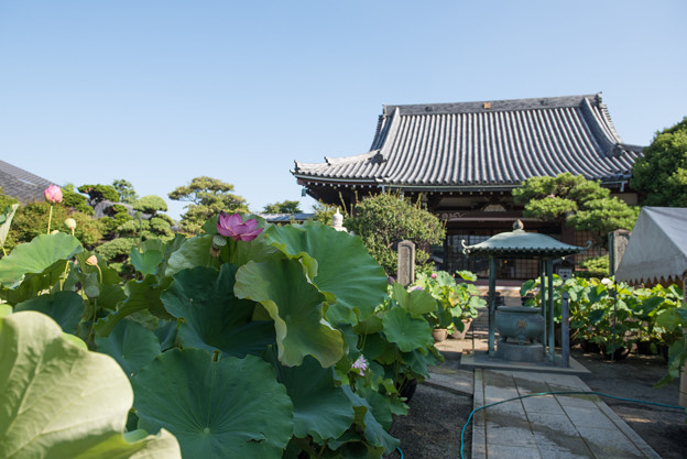 【松雲山要法寺の庭】