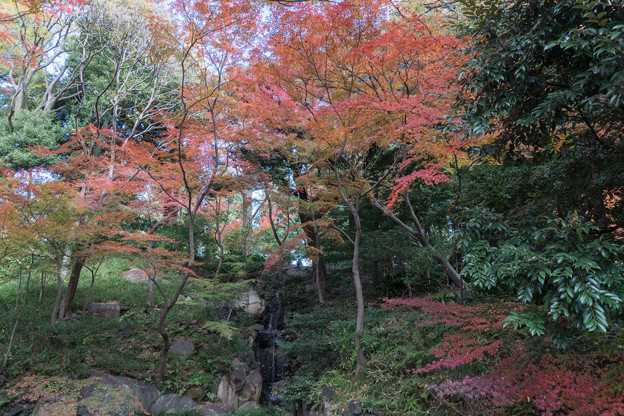 旧古河庭園【日本風の庭園】1