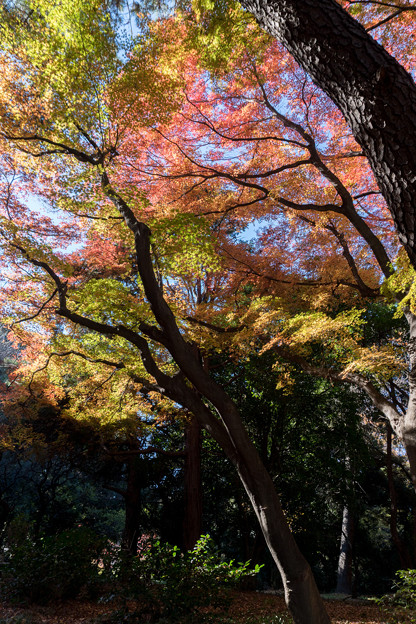 新宿御苑【西休憩所付近の紅葉】2