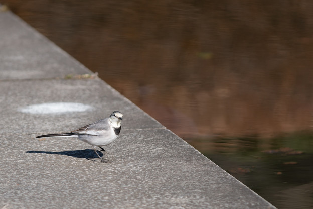 神代植物公園【野鳥：ハクセキレイ】1