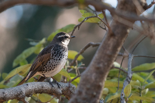 神代植物公園【野鳥：ツグミ】1