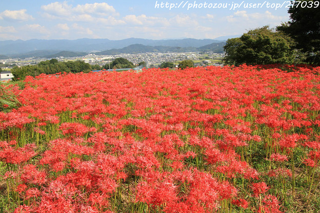IMG_6900葛城古道・彼岸花