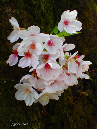 胴咲桜 P4122380