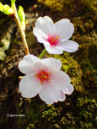 胴咲桜 P4122389