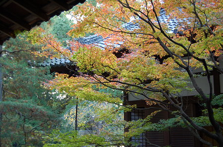 青蓮院