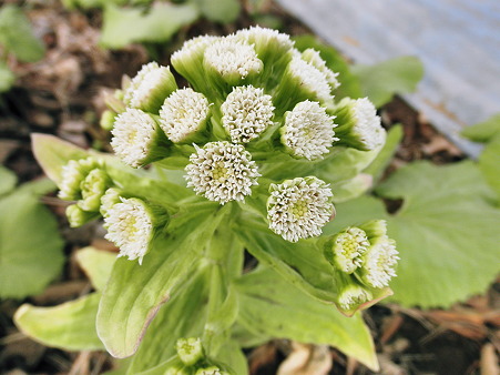 蕗の薹2010年03月08日_P3080080